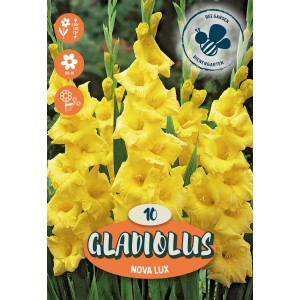 Bulbi da fiore Gladiolus Nova Lux