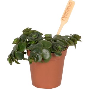 Mini pianta grassa in vaso marrone (circa 6 cm Ø) con bastoncino di legno. Succulenta decorativa.