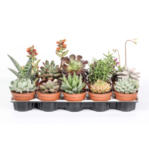 Assortimento di piante grasse in set, diverse varietà in vaso.