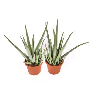 Aloe vera Piante grasse vaso Ø 18 cm