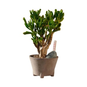 Alberello pianta grassa Bonsai vaso Ø 20 cm