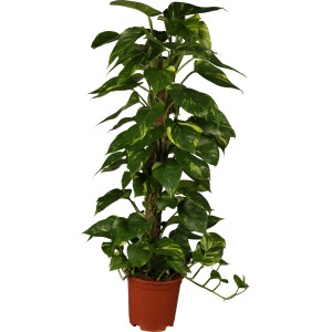 Pothos 'Aureum' su palo di muschio in vaso marrone, pianta d'appartamento rampicante decorativa con foglie giallo-verdi.