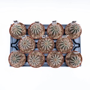 Molteplici piante di Echinacea (t.b.t.) in vaso su un vassoio.