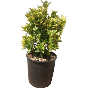 Pianta Evonomo in vaso, foglie verdi con bordo giallo.