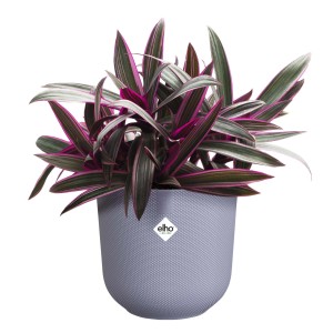 Vaso per fiori Elho Jazz lilla (Ø 18,9 cm) con pianta. Ideale come decorazione per interni.