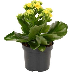 Calancola gialla (t.b.t.) in vaso nero.