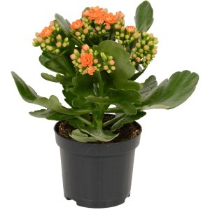 Kalanchoe Rosalina arancione in vaso, altezza circa 12-17 cm.