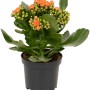 Kalanchoe Rosalina arancione in vaso, altezza circa 12-17 cm.