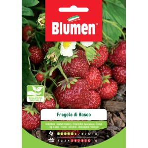 Confezione di semi di fragola di bosco di Blumen. Ideale per la coltivazione in giardino.