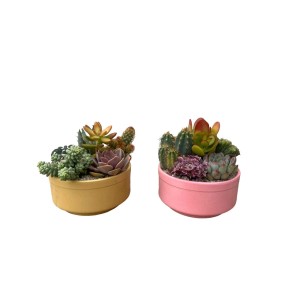 Due composizioni di piante grasse in vasi gialli e rosa.