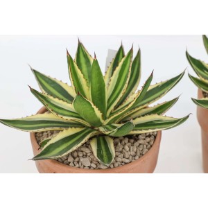 Agave verde e gialla in vaso di terracotta. Succulenta, pianta decorativa da interno.