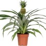 Pianta di ananas Candido Bromelia in vaso (Ø 12cm) con piccolo frutto.