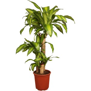 Dracaena Massangeana a 3 fusti in vaso, pianta d'appartamento con foglie verde-gialle.