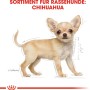 Illustrazione di un cucciolo di Chihuahua marrone chiaro, immagine del prodotto Royal Canin puppy food.