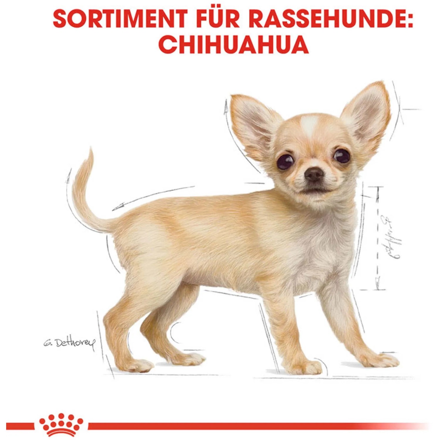 Illustrazione di un cucciolo di Chihuahua marrone chiaro, immagine del prodotto Royal Canin puppy food.