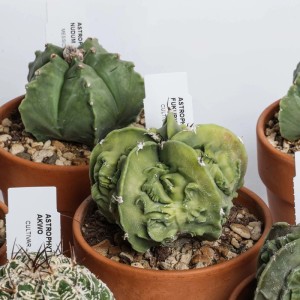 Astrophytum collezione Cactus vaso terracotta Ø 10 cm