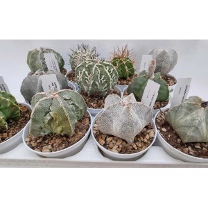 Diverse piante grasse t.b.t. in vaso. Varietà di forme e colori.