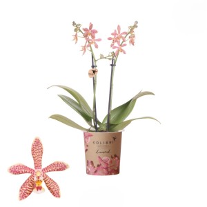 Orchidea delicata con fiori rosa-rossi in vaso. Pianta d'appartamento decorativa.