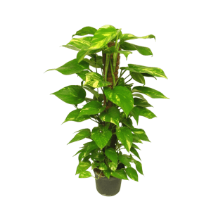 Pothos con tutore H 100 cm