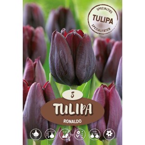 Tulipano Triumph Ronaldo rosso scuro, ideale per aiuole e vasi.