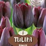 Tulipano Triumph Ronaldo rosso scuro, ideale per aiuole e vasi.