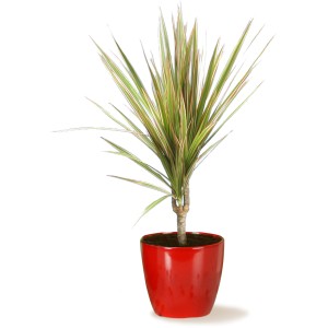 Scheurich vaso 920, Ø 28 cm, Energy Red. Vaso in ceramica rosso acceso con pianta d'appartamento.