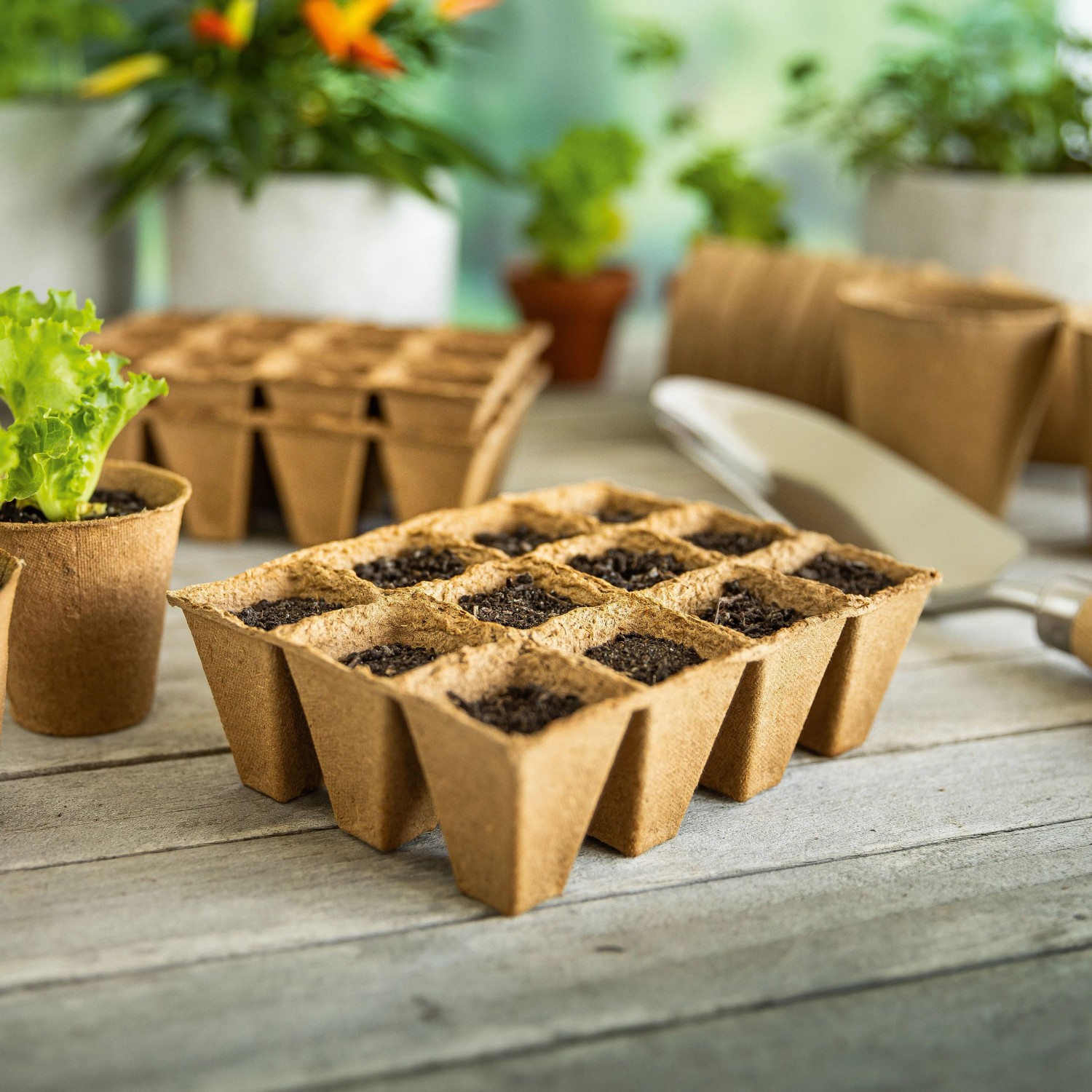 Vaso angolare per germogli 4x4 cm 36 pz_2