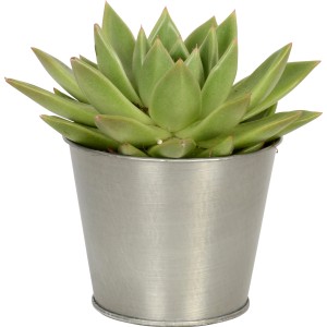 Succulenta in vaso di zinco, ca. 9 cm di diametro. Pianta decorativa da interno.
