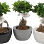 Bonsai da interno Ficus Ginseng in vasi di ceramica neri, grigi e bianchi.