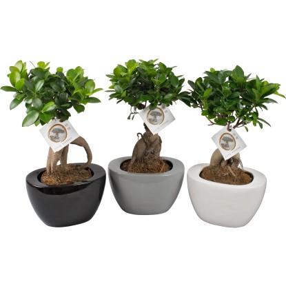 Ginseng Ficus vaso in ceramica Ø 12 cm