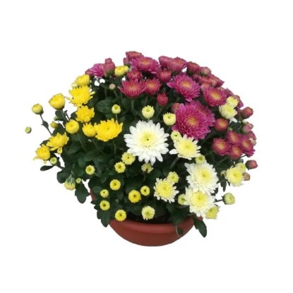 Crisantemo ciotola vaso 20 cm