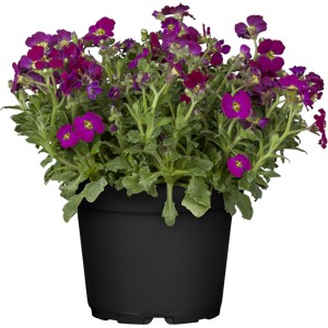 Aubretia Rock Collection viola in vaso (circa 13cm). Fiori viola, foglie verdi.