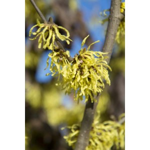 Dettaglio dei fiori gialli sull'arbusto t.b.t.