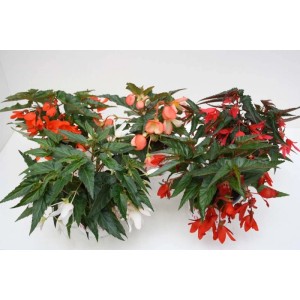 Pianta Begonia Waterfall Dreams vaso 15 cm