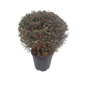 Azalea a palla in vaso con foglie verde scuro. Ideale per giardino e balcone.