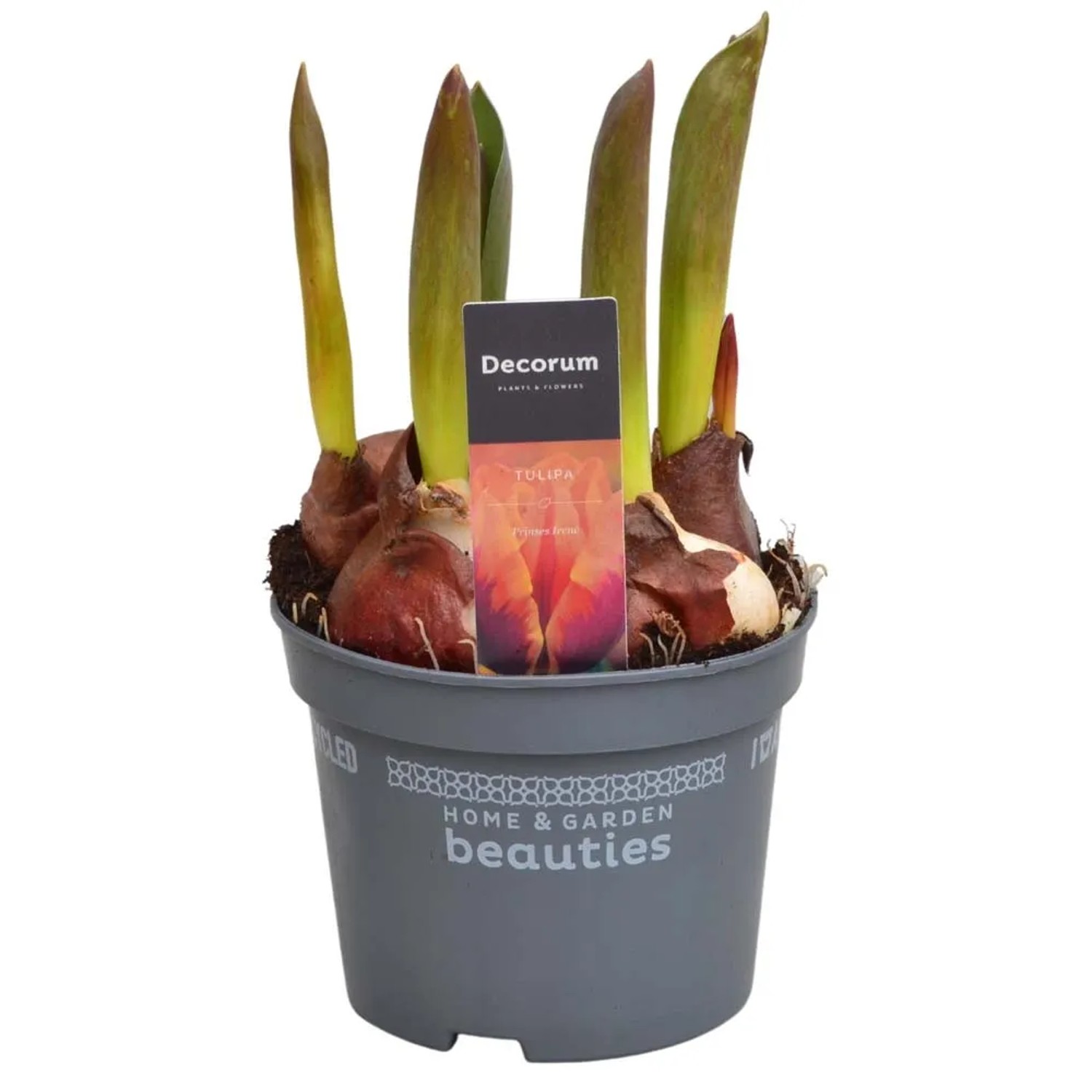 Tulipani in vaso, piante bulbose con germogli verdi, pronte a fiorire.