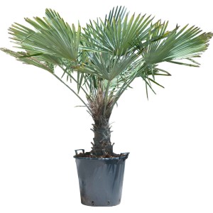 t.b.t. in vaso, un arbusto decorativo per giardino e terrazzo.