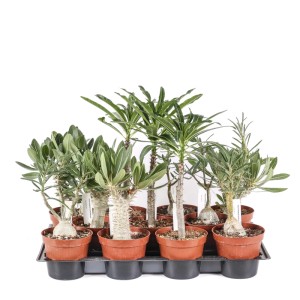 Pachypodium pianta grassa vaso Ø 12 cm