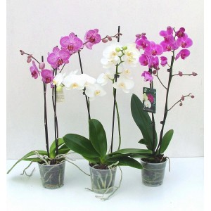 Tre orchidee in vaso con fiori bianchi e rosa.
