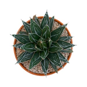 Agave victoriaereginae piante grasse vaso terracotta Ø 21 cm