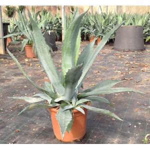 Agave in vaso, una succulenta decorativa per luoghi soleggiati.
