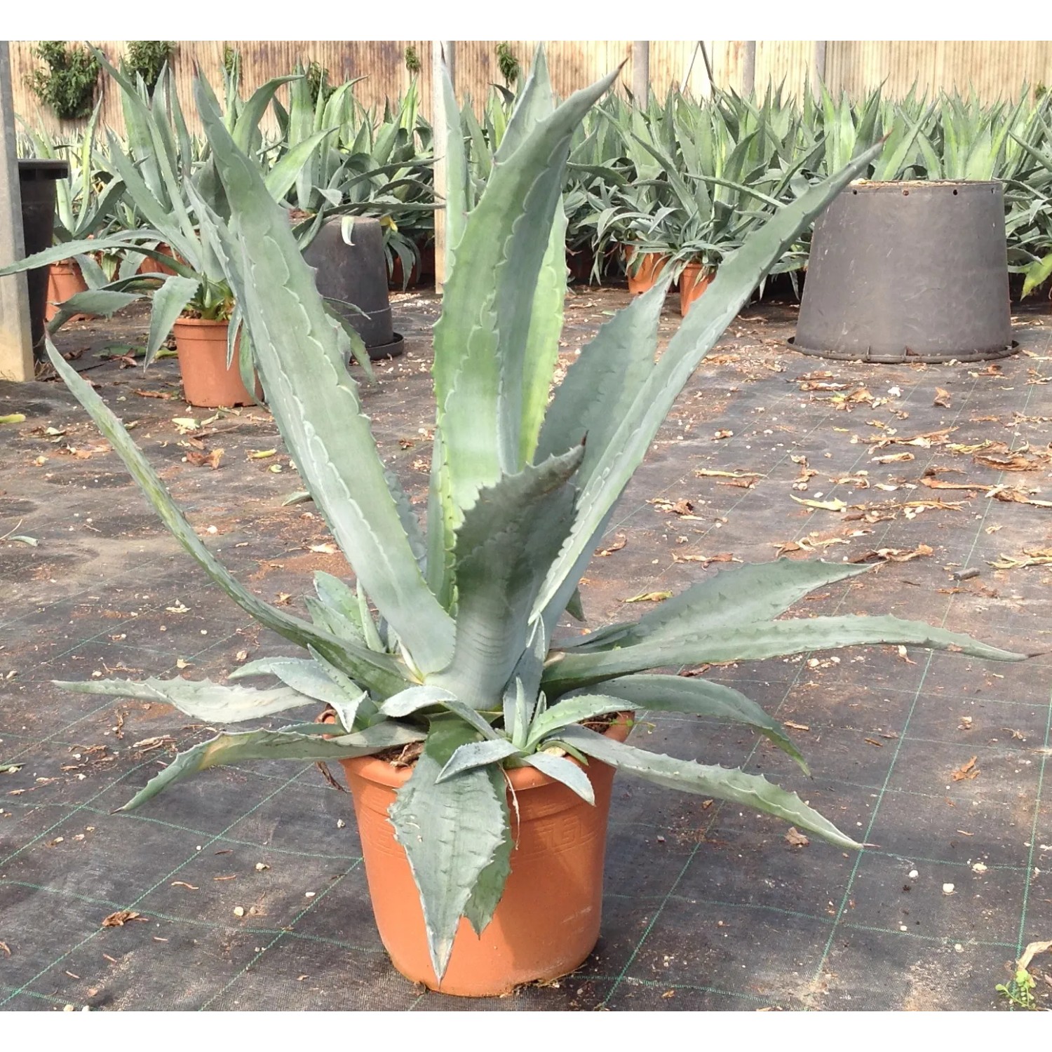 Agave americana h 30/40 cm acquista da OBI