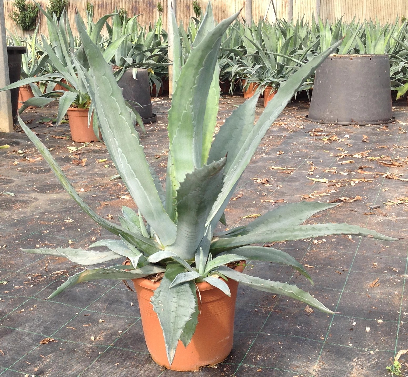 Agave americana h 30/40 cm OBI