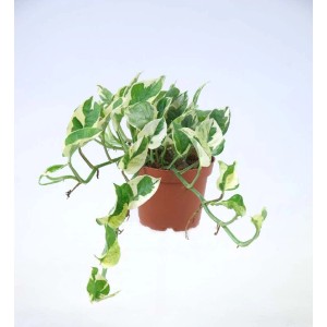 Epipremnum Aureum N`Joy Vaso 12 cm