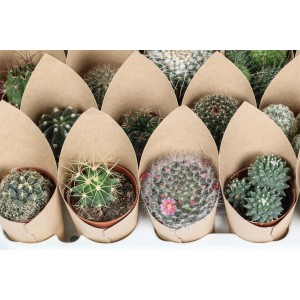 Vari cactus in vaso, avvolti in carta marrone.