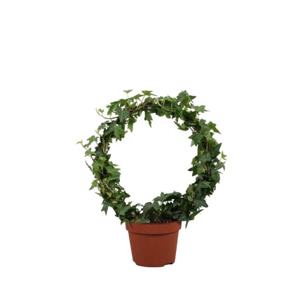 Edera verde arco vsao Ø 13 cm