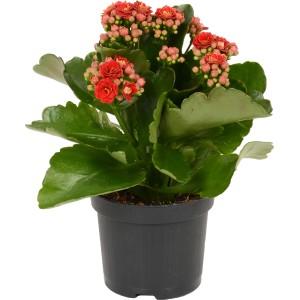 Calandiva rossa Flaming Katy in vaso, Kalanchoe Bossfeldiana con fiori doppi.