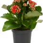 Calandiva rossa Flaming Katy in vaso, Kalanchoe Bossfeldiana con fiori doppi.