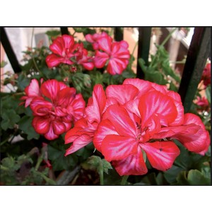 Pianta da balcone fiorita con fiori rossi e foglie verdi.