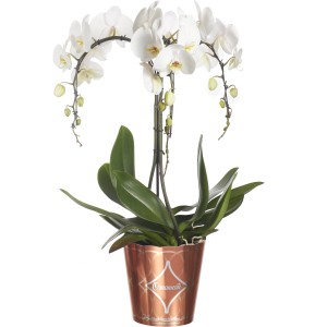 Orchidea bianca in vaso con motivo ornamentale.